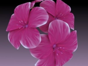 flower Modèle 3D