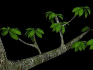 leaf tree Modèle 3D