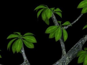 leaf tree 3D Model
