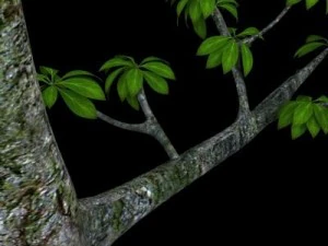 leaf tree 3D Model