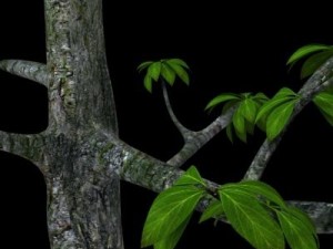 leaf tree 3D Model