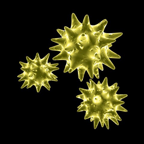pollen 3D मॉडल .c4d .max .obj .3ds .fbx .stl .blend 
