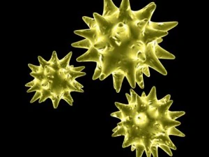 p&oacute;len Modelo 3D