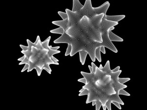 pollen 3D मॉडल