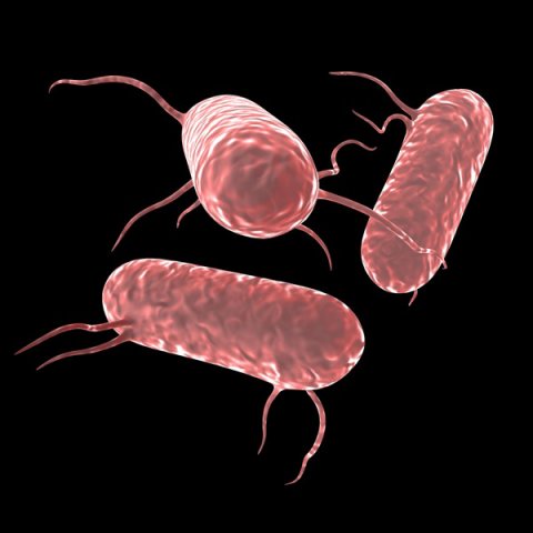 salmonella bacteria Model 3D .c4d .max .obj .3ds .fbx .stl .blend 