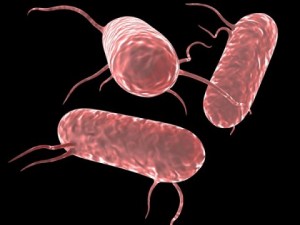 salmonella bacteria 3D Model