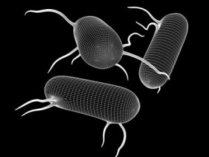 salmonella bacteria 3D Model