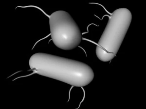 salmonella bacteria 3D Model