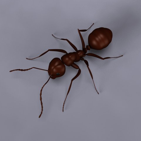 ant 3D Model .c4d .max .obj .3ds .fbx .stl .blend 