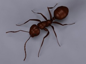 ant 3D-Modell