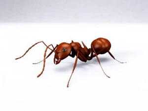 ant 3D Model