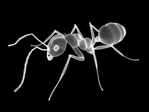 ant 3D Model