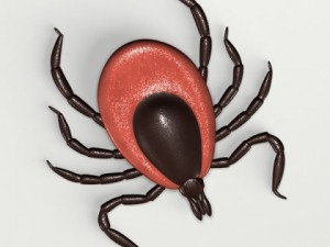 deer tick 3D Model