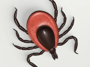 kleszcz jelenia Model 3D