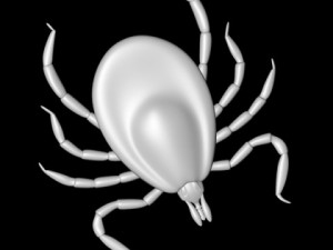 deer tick Modelo 3D