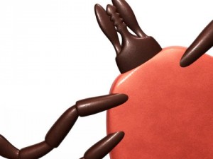 deer tick Modelo 3D