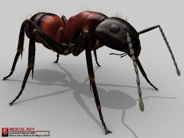 ant 3D Model .c4d .max .obj .3ds .fbx .stl .blend 