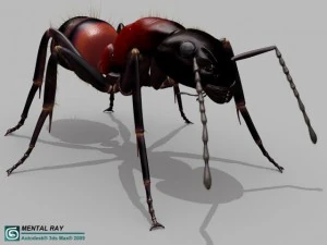 ant 3D Model