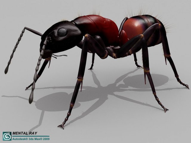 Кикс 4. Kicx angry ant 1. 100. Modal ant. Мормышка вольфрам муравей 1 шар (в ассортименте).