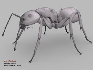 ant 3D Model