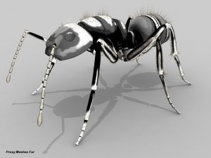 ant 3D Model