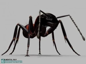 ant 3D Model