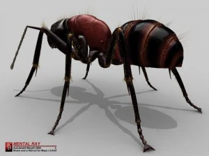ant 3D Model