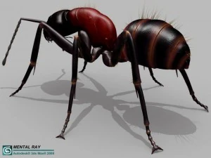 ant 3D Model