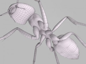 ant 3D Model