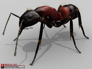 ant 3D Model