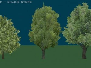 zollebomen01 3D Model