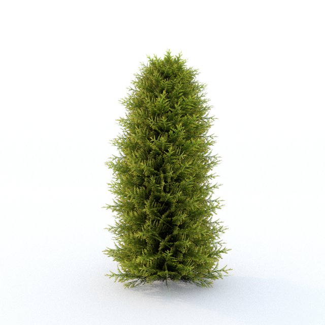 thuja 01 3D 模型 .c4d .max .obj .3ds .fbx .stl .blend