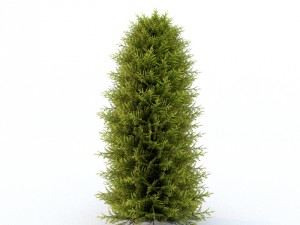 thuja 01 3D Модель