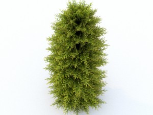 thuja 01 3D 模型