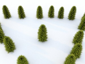 thuja 01 3D 模型