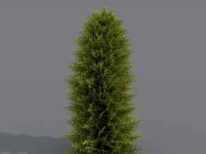 thuja 01 3D 模型