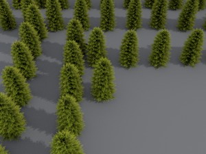 thuja 01 3D 模型