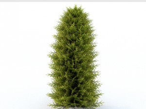 thuja 01 3D 模型