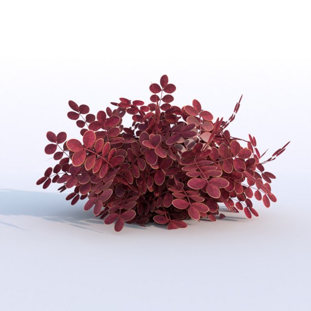 plant berberys garden 3D Model .c4d .max .obj .3ds .fbx .stl .blend 