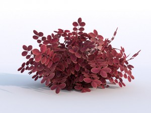 plant berberys garden 3D Модель