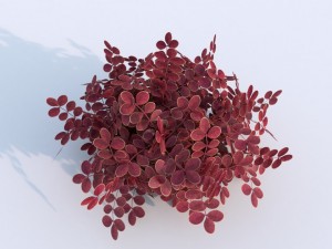plant berberys garden 3D Model