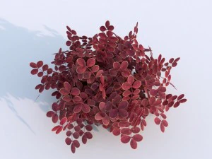 plant berberys garden 3D Model