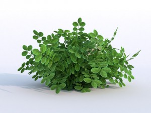 plant berberys garden 3D Model