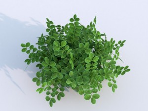 plant berberys garden 3D Model