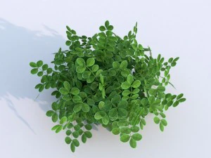 plant berberys garden 3D Model