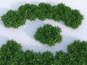 plant berberys garden 3D Model
