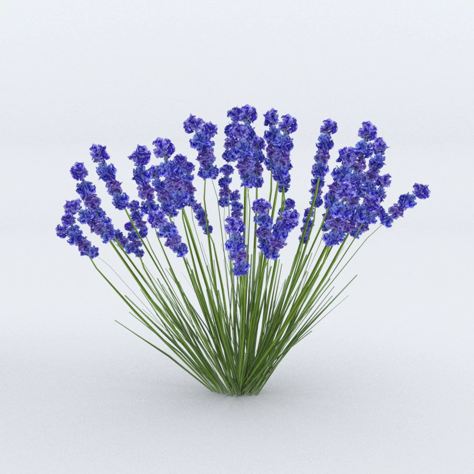 lavender plant 01 3D Model .c4d .max .obj .3ds .fbx .stl .blend 