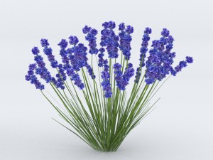 lavender plant 01 3D Модель