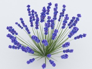 lavender plant 01 Modelo 3D