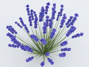 lavender plant 01 3D Model